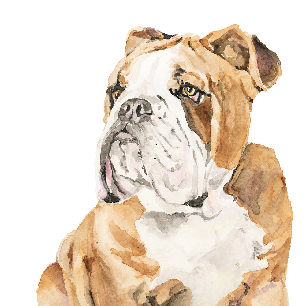 English Bulldog Watercolor Print