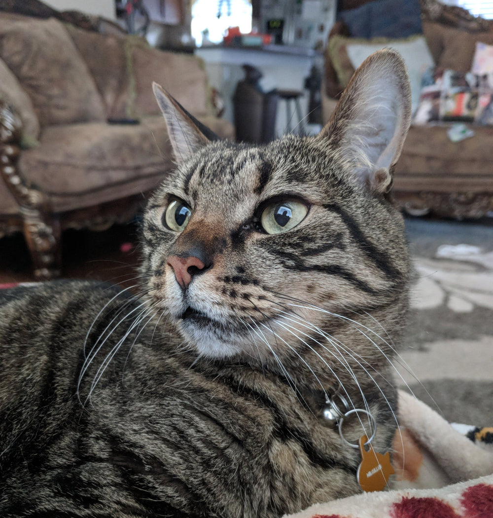 Mini Custom Cat Portrait