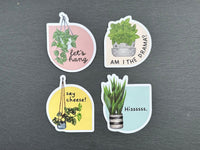 Aesthetic Fittonia Plant Lover Stickers for Water Bottle, Laptop | Cheese Plant Sticker